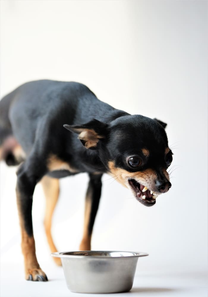 Dog Bite Lawyer Fairfax VA - Angry litlle black dog of toy terrier breed protects his food in a metal bowl on a white background.Close-up.